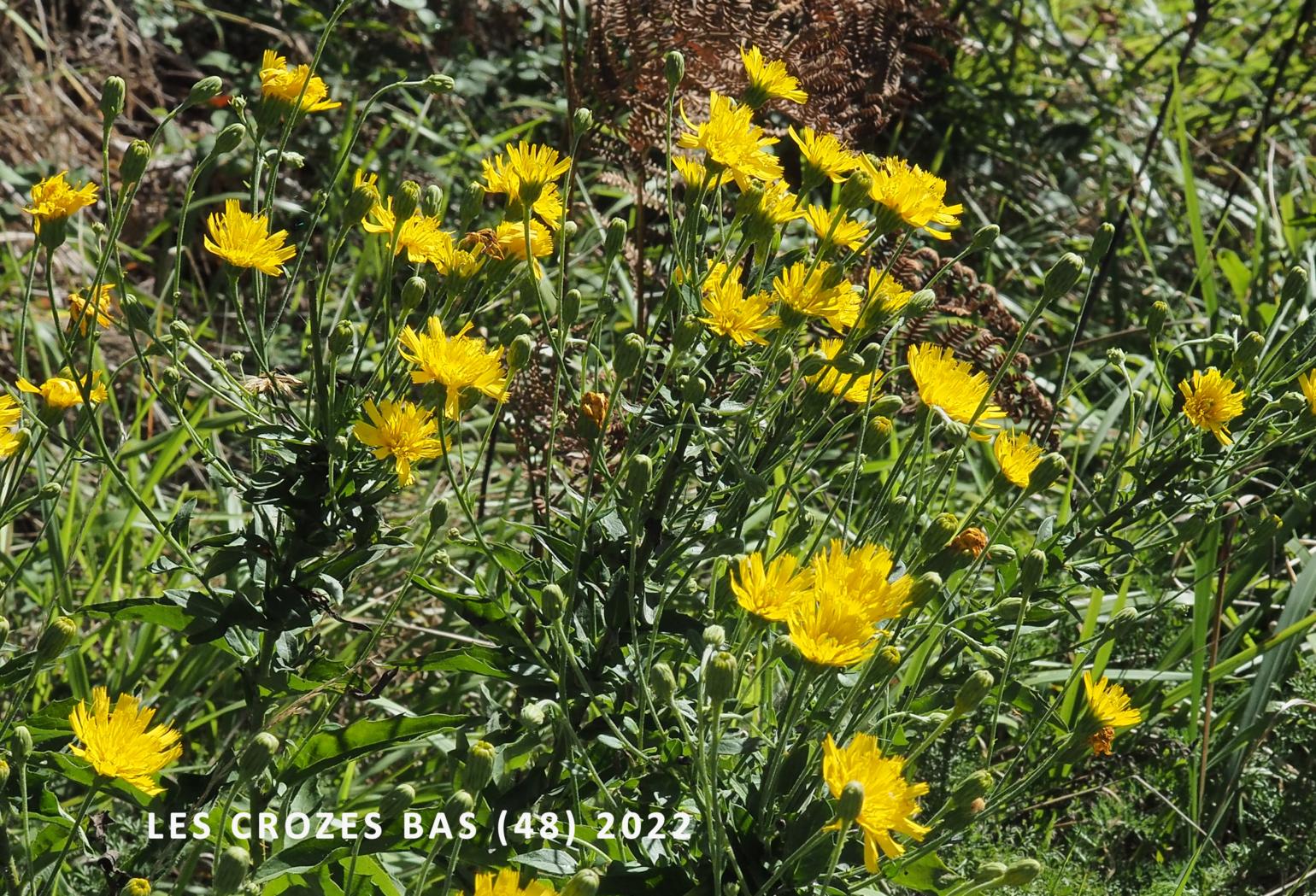 Hawkweed,(virgultorum)